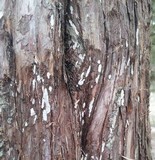 Dendrothele nivosa image