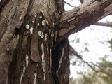 Dendrothele nivosa image