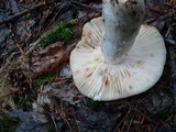 Russula fragrantissima image