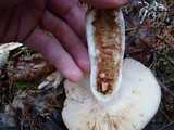Russula fragrantissima image