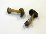 Cortinarius venetus image