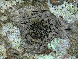 Opegrapha viridis image