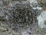 Opegrapha viridis image