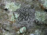 Opegrapha viridis image