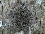 Opegrapha viridis image
