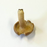 Lactarius helvus image