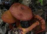 Cortinarius marylandensis image