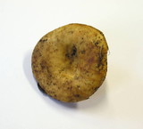 Lactarius leonis image