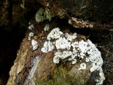 Ceratiomyxa fruticulosa var. fruticulosa image