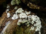 Ceratiomyxa fruticulosa var. fruticulosa image