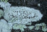 Lecanora argentata image