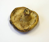 Lactarius leonis image