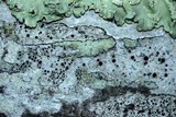 Lecanora argentata image