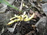 Clavulinopsis laeticolor image