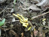 Clavulinopsis laeticolor image