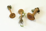 Lactarius tabidus image