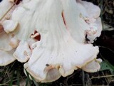 Laetiporus cincinnatus image