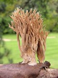 Lentaria micheneri image