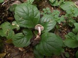 Hebeloma sordescens image