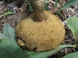 Leccinum montanum image