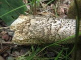 Leccinum montanum image