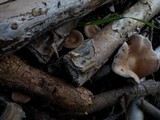 Clitocybe costata image