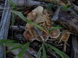 Clitocybe costata image