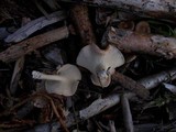 Clitocybe costata image