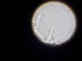 Dacryopinax elegans image