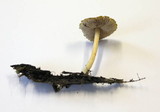 Pluteus romellii image