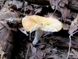 Russula pectinatoides image