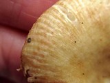 Russula pectinatoides image