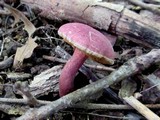 Gyroporus purpurinus image