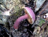 Gyroporus purpurinus image