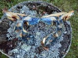 Gyroporus cyanescens image