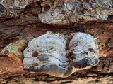 Fomes excavatus image