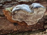 Fomes excavatus image