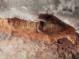 Fomes excavatus image