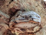 Fomes excavatus image