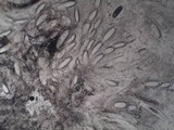 Pertusaria leioplaca image
