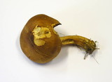 Tricholomopsis decora image