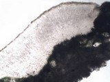 Lecanora rubicunda image