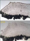 Lecanora rubicunda image