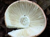 Russula flavisiccans image