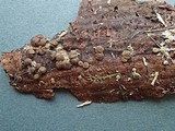 Hypocrea rufa image