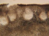 Hypocrea rufa image