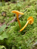 Cantharellus minor image