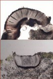 Phaeographis dendritica image