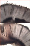 Phaeographis dendritica image