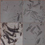 Phaeographis dendritica image